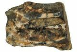Fossil Dinosaur (Triceratops) Shed Tooth - Montana #339762-1